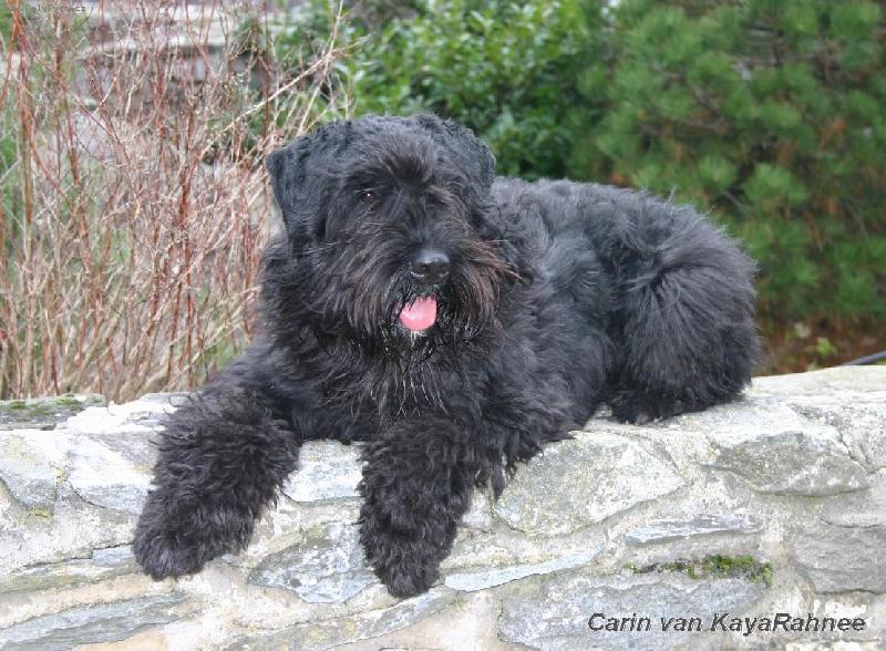 Foto: Odpočinek na hradbách-Carin na hradě Sovinec