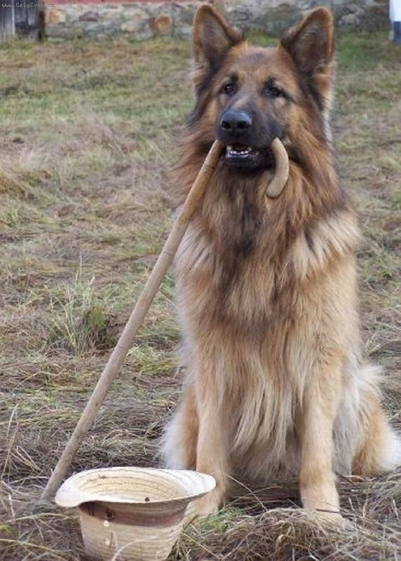 Foto: Ozzy z Gilanu-Německý ovčák dlouhosrstý