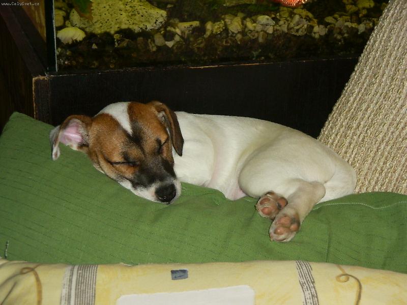 Foto: Spike ještě malý