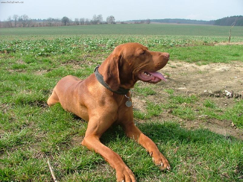 Foto: Merlin-Merlinek na vycházce