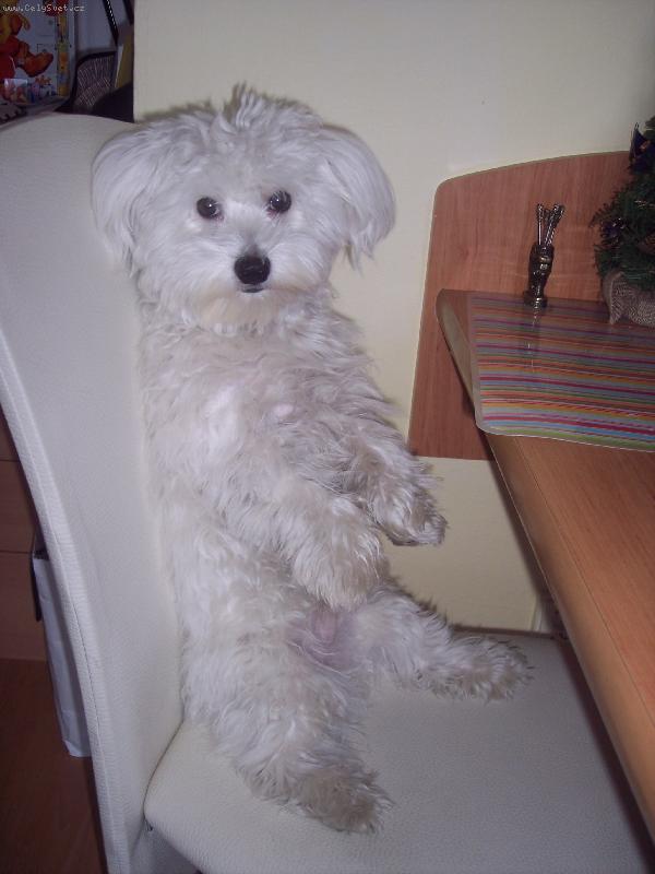 Foto: Abbýsek-takhle prosím o něco na zub