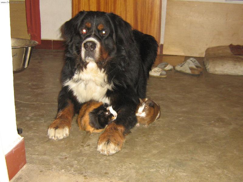 Foto: Kamoši-Brit s morčátkama Šmudlou a Fíčkem