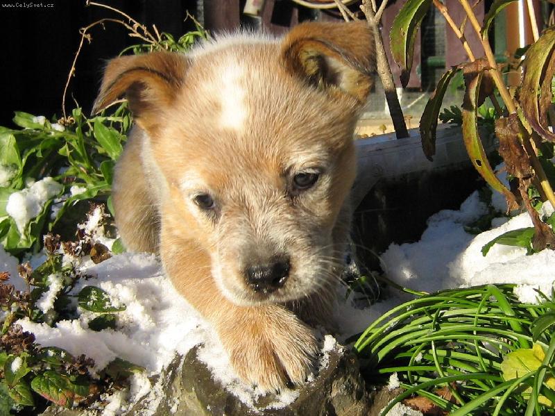 Foto: Narrandera Red Cidabro 8 týdnů