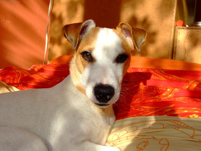 Foto: Phoebe dříme