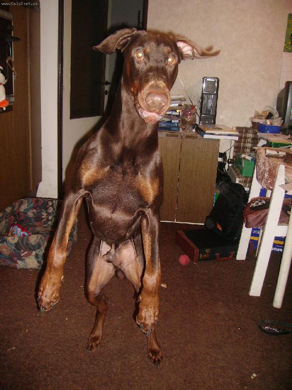 Foto: učím se létat-talent na létání