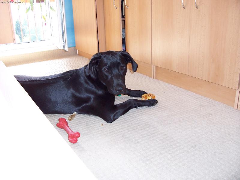 Foto: Na cvičáku-Jsem černý no a co?:)