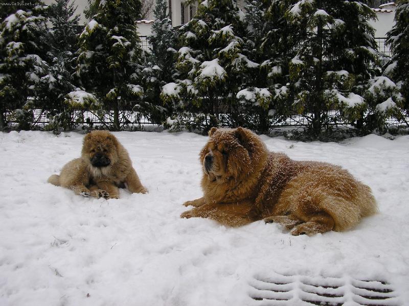 Foto: zasněžená romance-první snížek