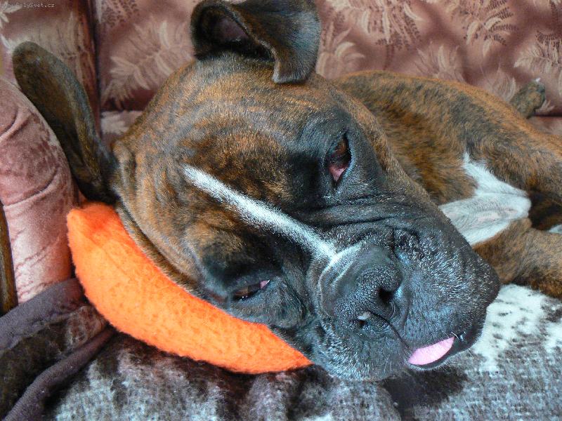 Foto: Nerušit, spím!