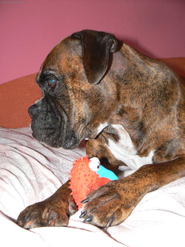 Foto: To je moje hračka