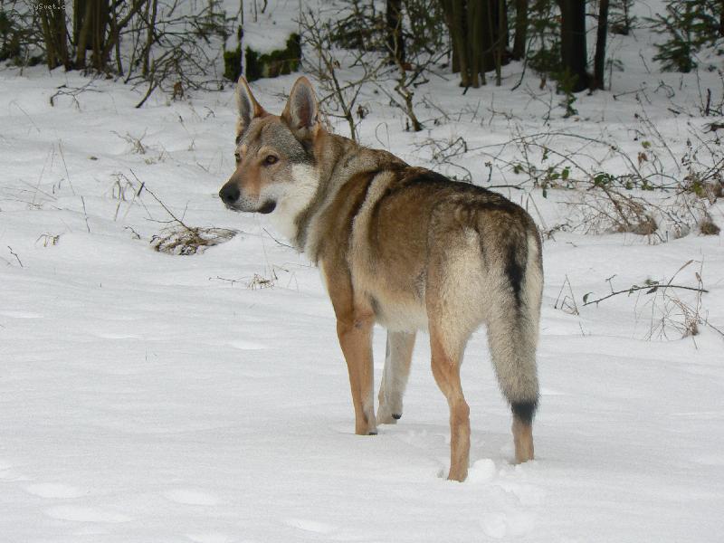 Foto: Konečně sníh!