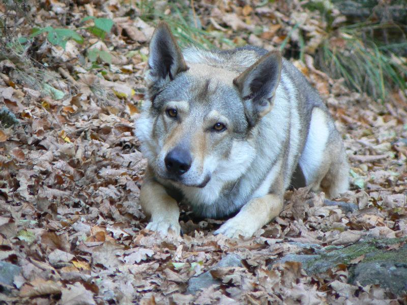 Foto: Na číhané...