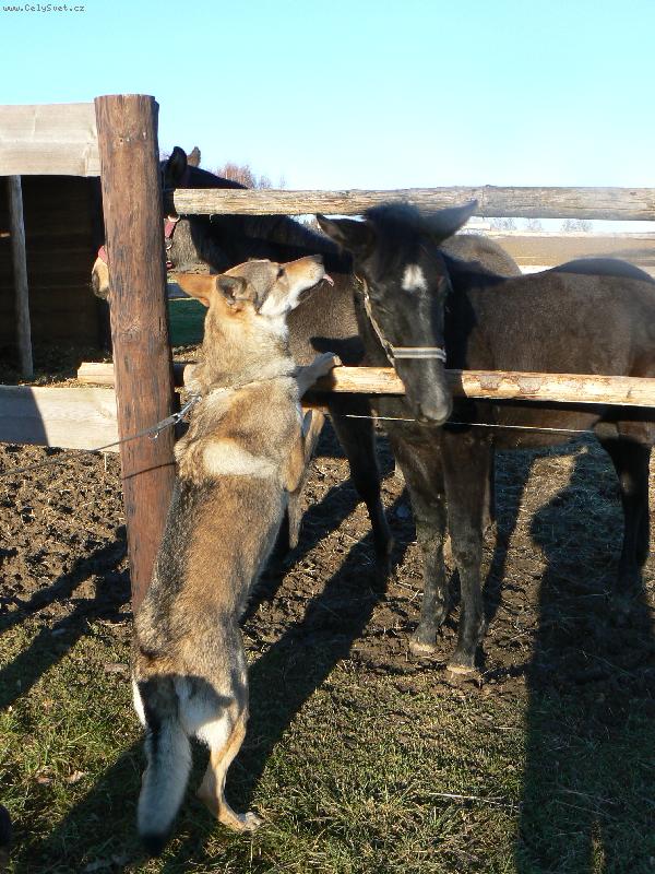 Foto: Cir a hříbata
