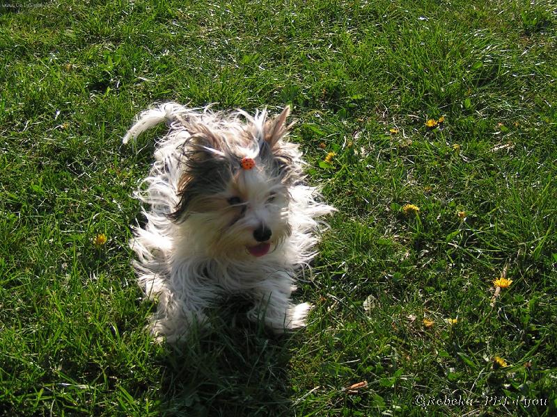 Foto: Nejsem vořech, jsem jen rozcuchanej-Snoopy