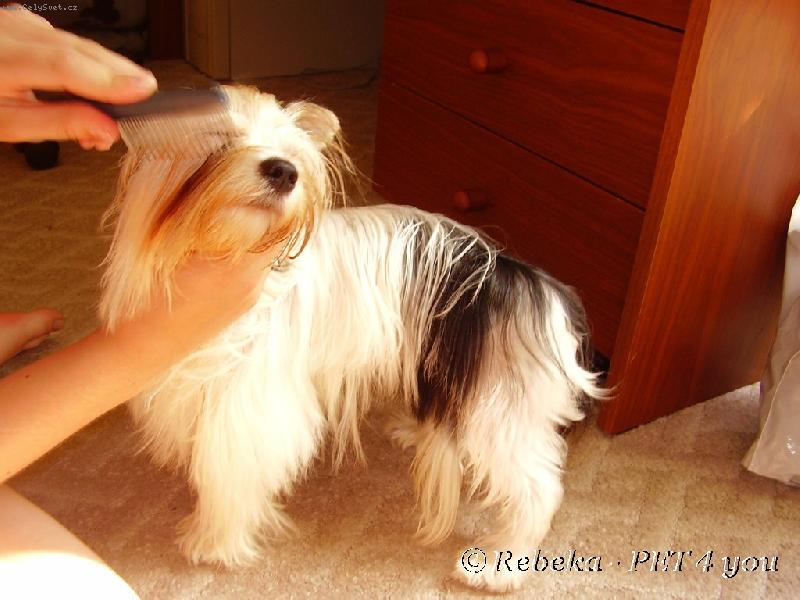 Foto: česání je odporné