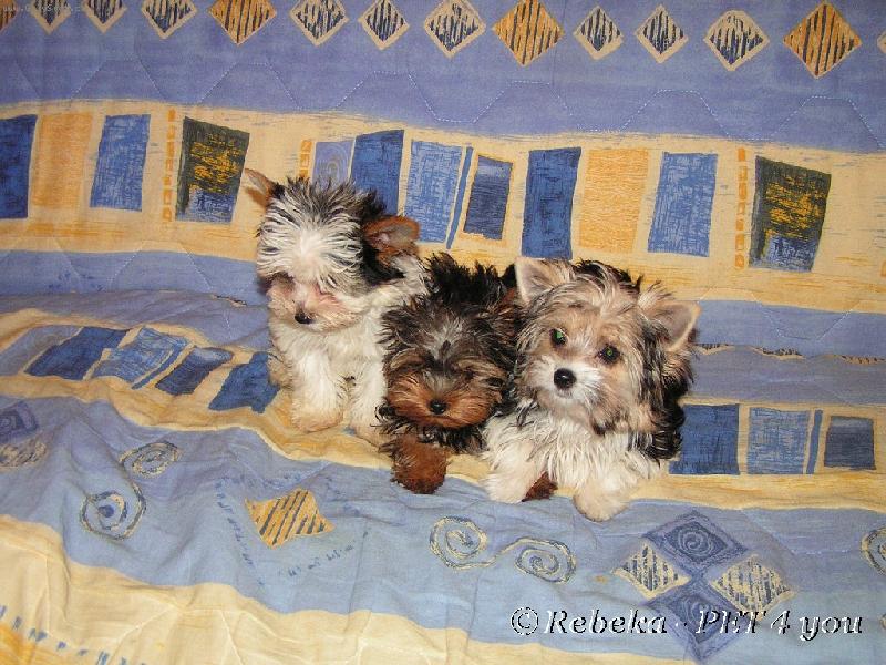 Foto: moji první Biewers-léto 2006