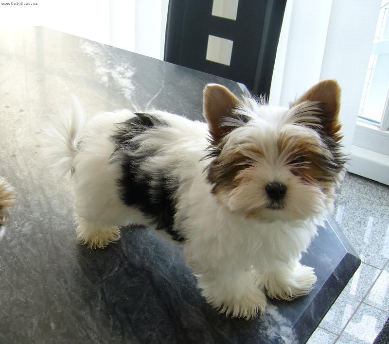 Foto: Dino-pejsek Hanky Mašínové, když jsme si pro něj jely