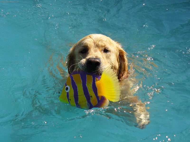 Foto: Buddy rybaří-Rybář