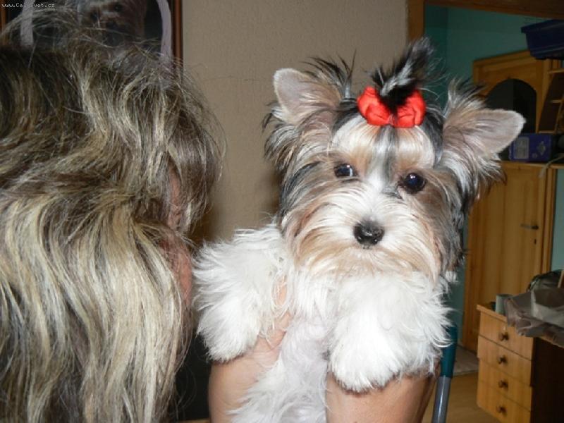 Foto: www.york-biewer-terier.cz-naše poklady