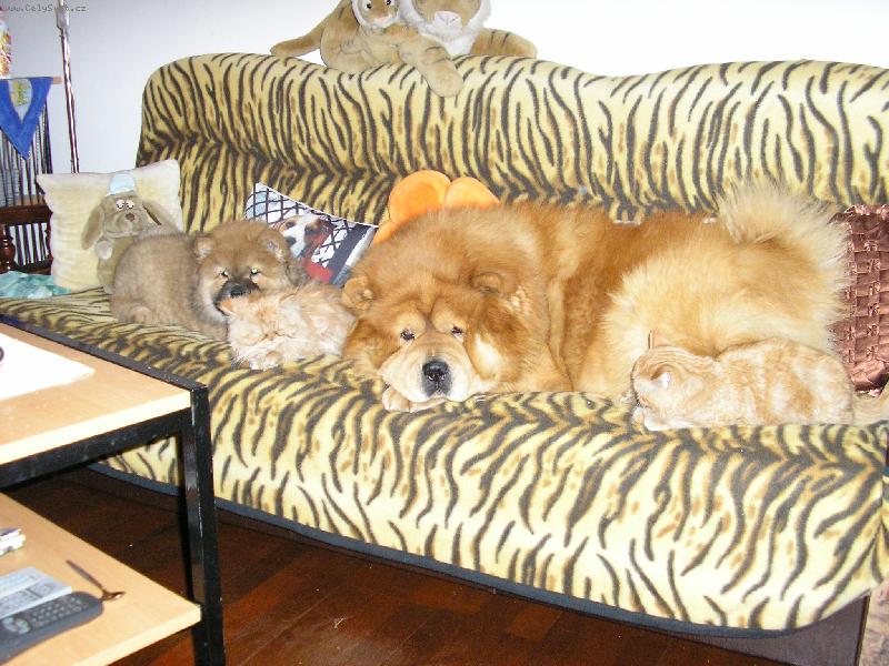 Foto: odpolední siesta