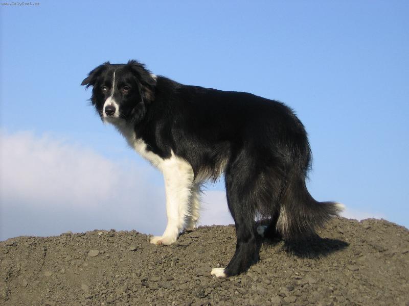 Foto: Carbošek-No tak tohle je moje borderka Carbi:)