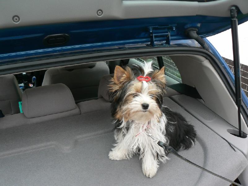Foto: www.york-biewer-terier.cz-auto to mám ráda