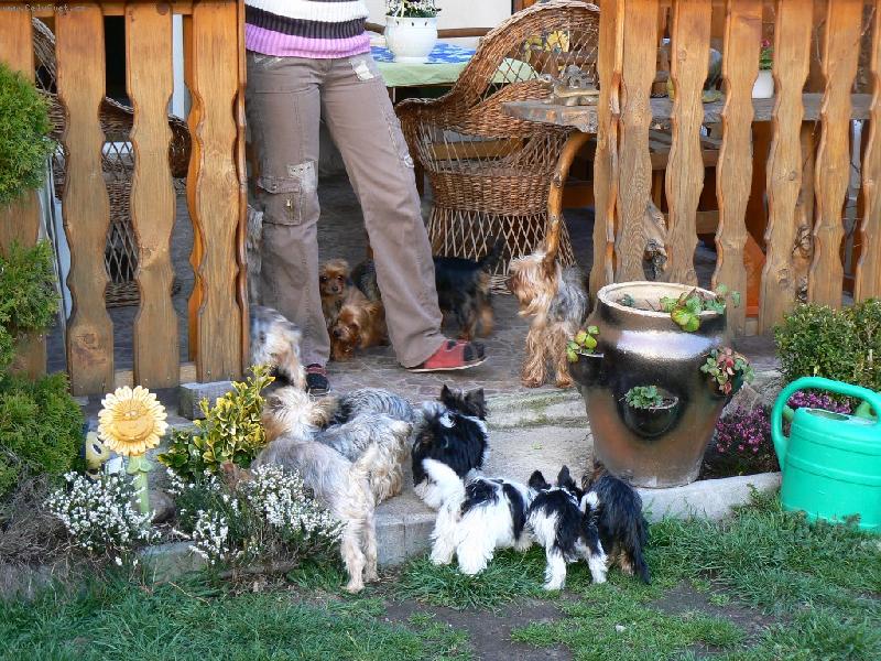 Foto: www.york-biewer-terier.cz-strakatí vetřelci