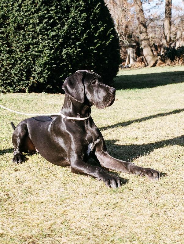 Foto: Desert Rose Quincy ETC-Desert Rose Quincy ETC