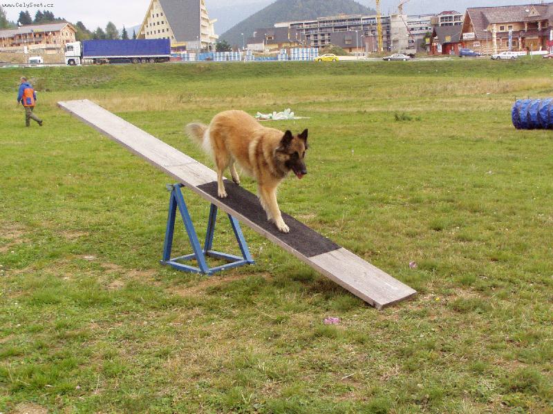 Foto: TERVUERENKA ALEXI ALMUR ROYAL-Výcvik psa záchranára-prechod preklápačkou