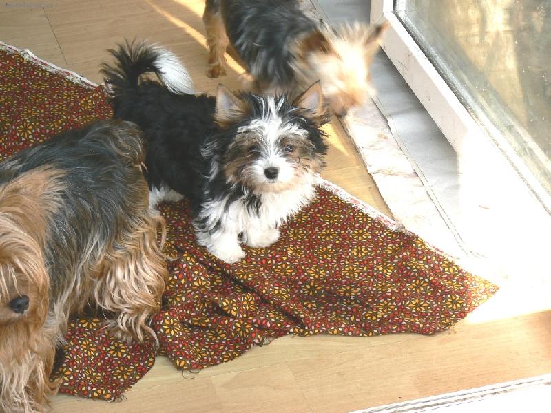 Foto: www.york-biewer-terier.cz-naše poklady