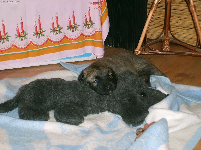 Foto: Leonek-Leonkovi jsou 4 týdny