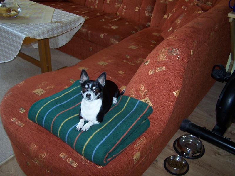 Foto: Anynka z Havířova-maminka 4 štěňátek