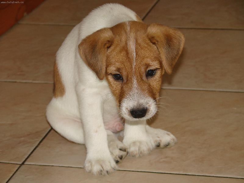 Foto: Co to slyším?....