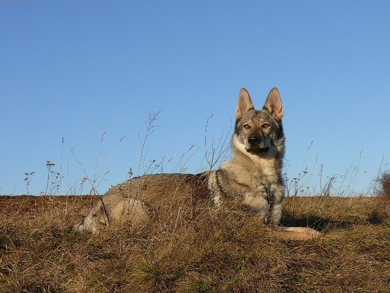 Foto: Annie z Holštejna