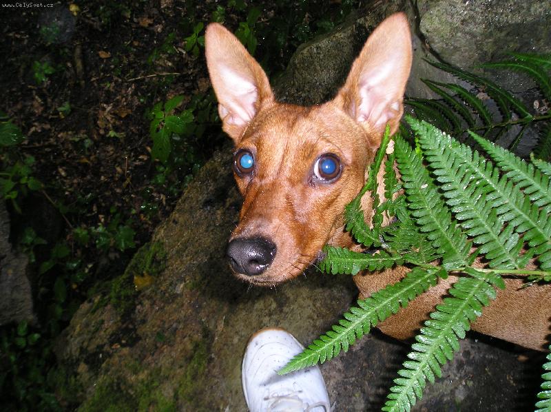 Foto: Mairra Marrieta Rozárka-...a prší a prší a prší a.........