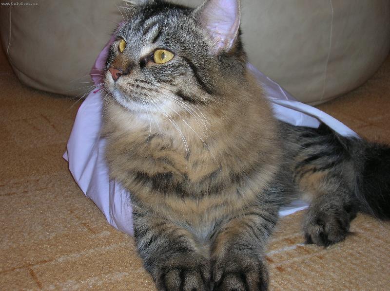 Foto: Jonášek prostě miluje igelitky