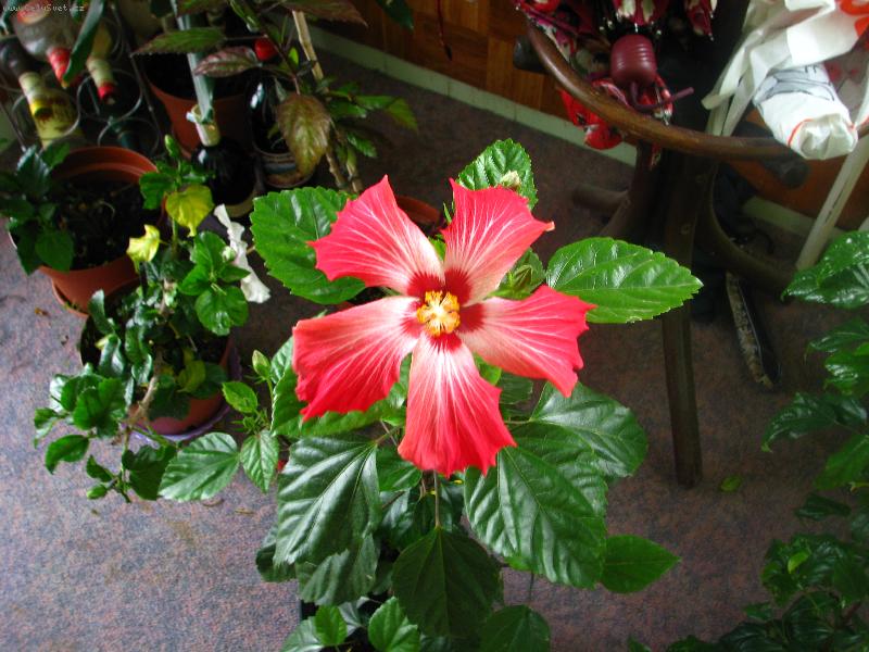 Foto: ibišek-eliesa