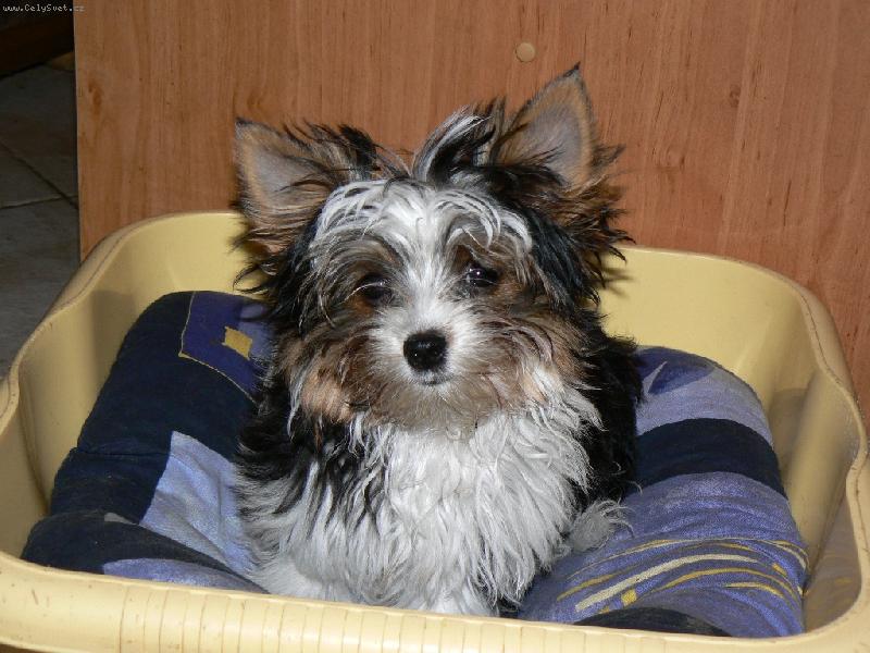 Foto: www.york-biewer-terier.cz-superstár