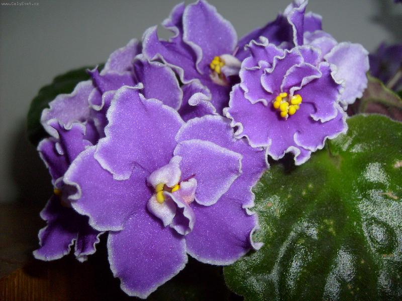 Foto: Africká fialka
