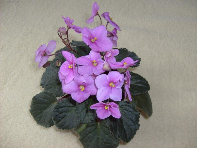 Foto: Africká fialka