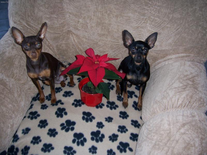 Foto: holky-prdelky-psí vánoce