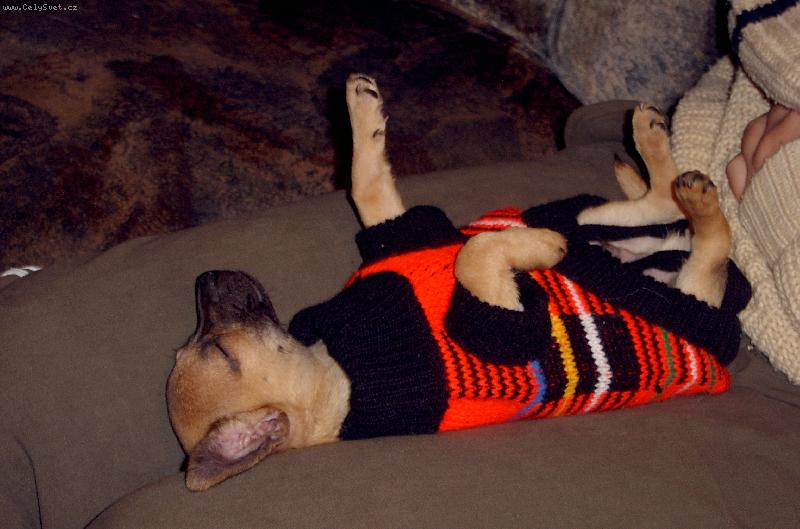 Foto: Shorty-tak takhle dopadám po vyčerpávající procházce