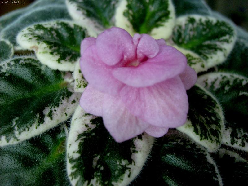 Foto: Africká fialka