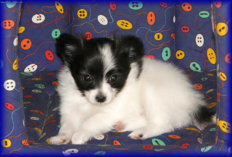 Foto: Bellinda Camilla Altair-6 týdnů