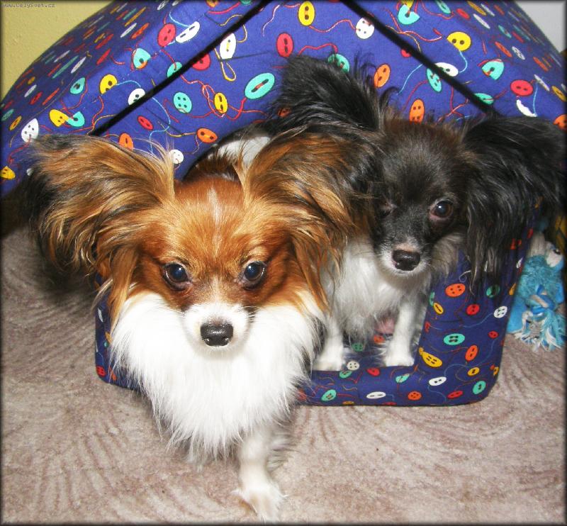 Foto: Goldy a Catrine-naše papilloní slečny