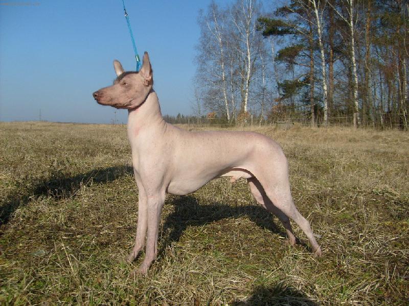 Foto: Peruánský naháč velký-to umím, ale krásně stát co??