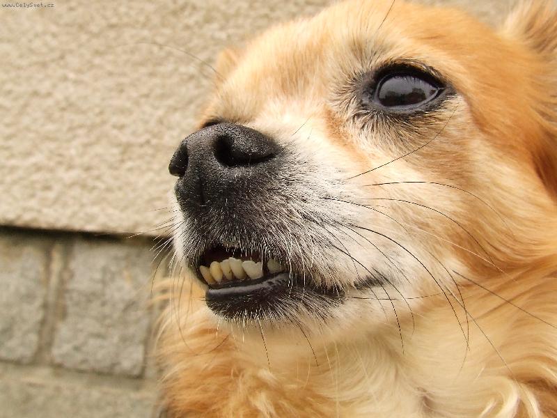 Foto: Čumín a jeho šuplík