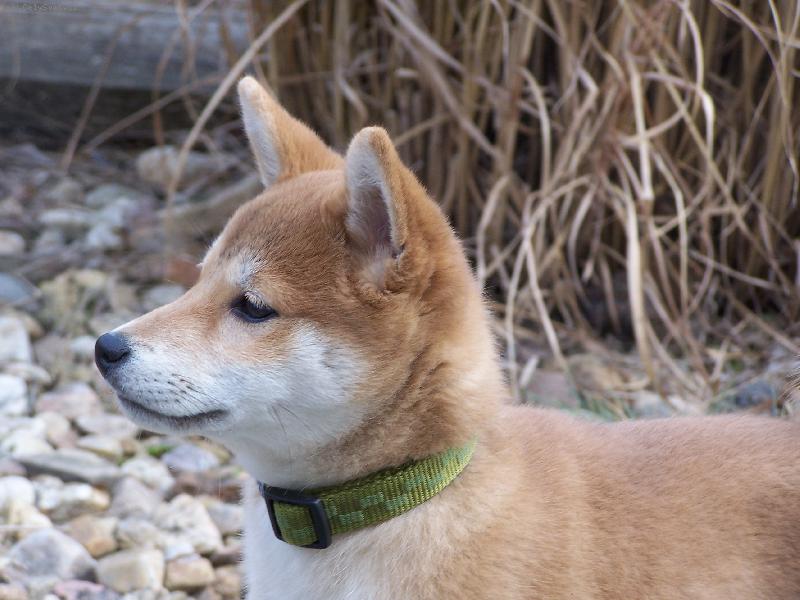 Foto: Casper-Naše malá shiba