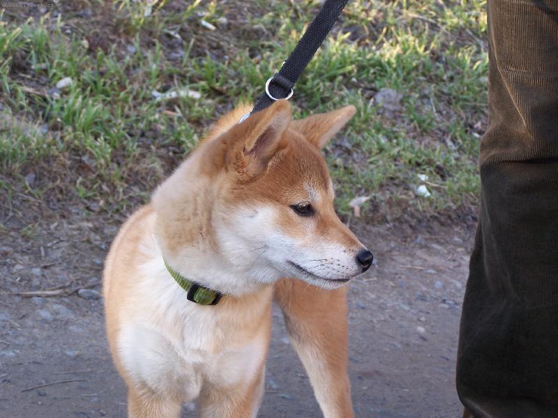 Foto: Casper-náše malá shiba