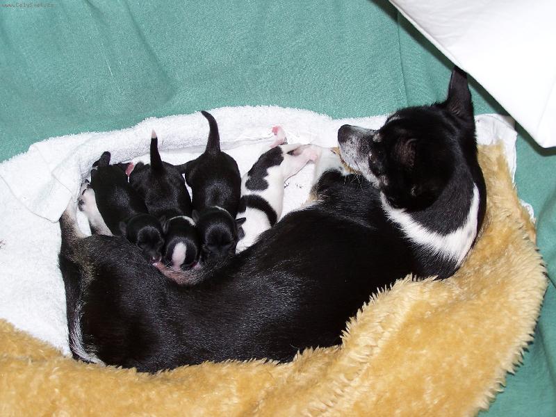 Foto: Anynka s dětma-pár hodin po porodu