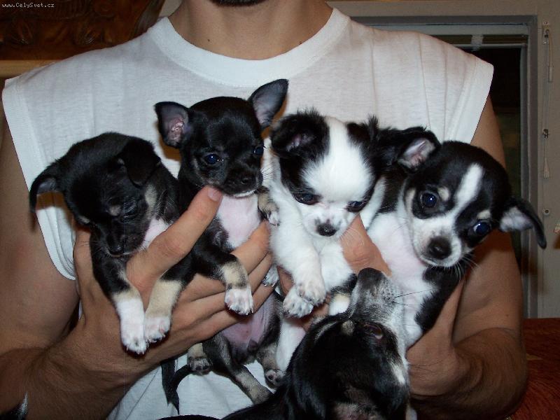 Foto: Anynčiny děti-Lejdynka,Tobinka,Dádinka a Monti